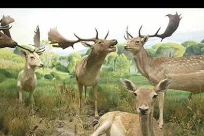 En un principio el museo se iba a llamar cinegético, pero finalmente se denominó faunístico por estar más bien enfocado al estudio de las ciencias naturales.