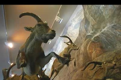 El museo se compone de veinte salas en las que se distribuyen las 7.500 especies.
