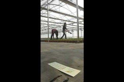 La roca, con forma de cuña y con unas dimensiones de 8 centímetros por cuatro de ancho, fue encontrada por Víctor Castro, uno de los empleados del vivero.