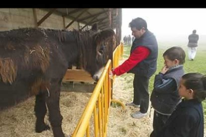La feria de San Martín es uno de los encuentros ganaderos más destacados de la provincia leonesa.