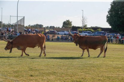 Quintana de Raneros fue el escenario del concurso 'La caca de la vaca. MIGUEL F. B.