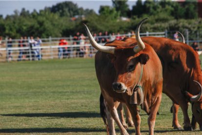 Las parcelas en las que hicieron caca fueron las que se llevaron los premios. MIGUEL F. B.