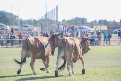 Un momento del concurso celebrado en Quintana de Raneros. MIGUEL F. B.