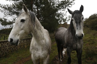 JESÚS F. SALVADORES
