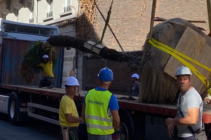 Momento de la retirada de las tres palmeras del edificio neomudéjar. RAMIRO
