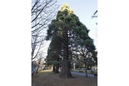 Las secuoyas gigantes son uno de los atractivos del parque de los Reyes.