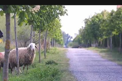 La Vía Verde del Esla es un camino ecológico, para pasear en bicicleta o andando, que une Valencia de Don Juan con Castrofuerte.