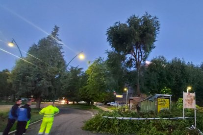 Cae un árbol en el campus de Vegazana. DL