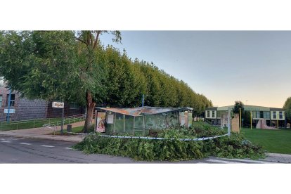 Cae un árbol en el campus de Vegazana. DL