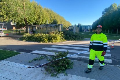 Cae un árbol en el campus de Vegazana. RAMIRO