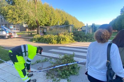 Cae un árbol en el campus de Vegazana. RAMIRO