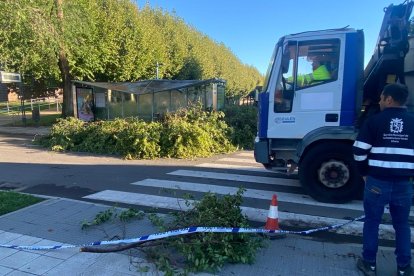 Cae un árbol en el campus de Vegazana. RAMIRO