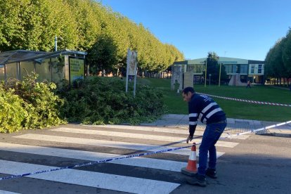 Cae un árbol en el campus de Vegazana. RAMIRO
