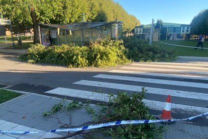 Cae un árbol en el campus de Vegazana. RAMIRO