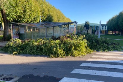 Cae un árbol en el campus de Vegazana. RAMIRO