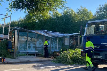 Cae un árbol en el campus de Vegazana. RAMIRO