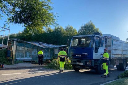 Cae un árbol en el campus de Vegazana. RAMIRO