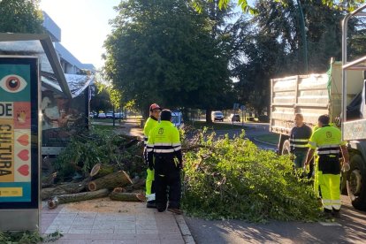 Cae un árbol en el campus de Vegazana. RAMIRO
