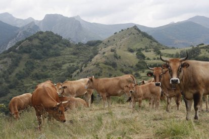 Los veterinarios defienden la necesidad de que se conozca el proceso de producción de carne, y la sostenibilidad que supone para el ecosistema. JESÚS F. SALVADORES
