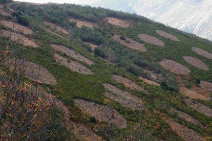 Algunas de las intervenciones llevadas a cabo en los montes, dentro de los programas para la repoblación de este ave.