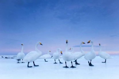 Segundo premio en la categoría 'Naturaleza', del fotógrafo Stefano Unterthiner.