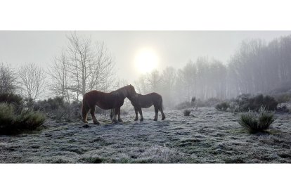 Caballos al fresco. LEÓN RODRÍGUEZ