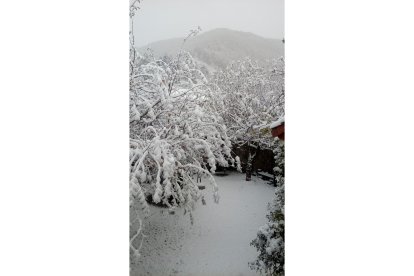 'Desde mi ventana, adornos (de navidad) naturales'. ISABEL RODRÍGUEZ PUERTA