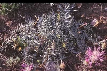 La «Centaurea janeris» subespecie babiana con sus pétalos en forma de hilos morados.