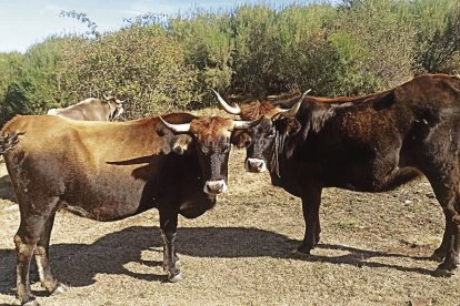 Distintos ejemplares de la raza de vaca autóctona mantequera leonesa. FLOR LEÓN MARTÍN.