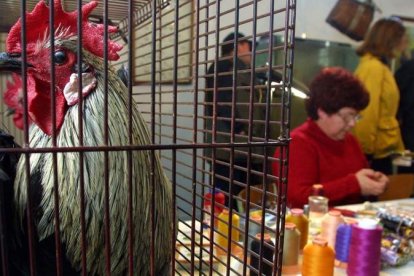La feria se desarrolla en el
pabellón deportivo de La
Vecilla y ofrece talleres de
montaje de moscas y todo
tipo de productos para
confeccionarlas, empezando
por las afamadas plumas
de los gallos de la zona. RAMIRO