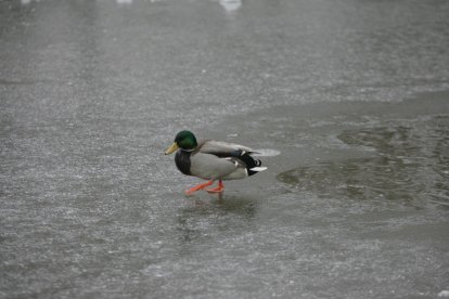Parque de Quevedo.  NORBERTO