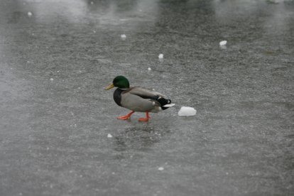 Parque de Quevedo.  NORBERTO