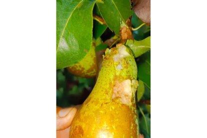 Algunos daños provocados en uvas y peras, junto a varias de las piedras caídas. DL