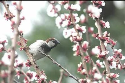En la península, ese aumento de las horas de sol se apreciará por la mañana y por la tarde.