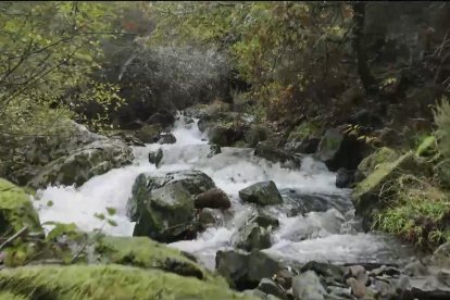 El agua corre con contundencia por el valle del Sil. DL