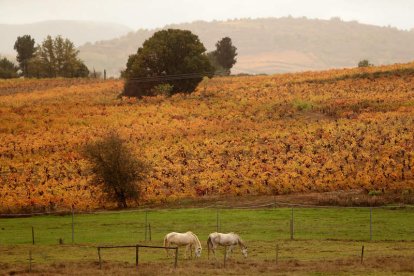 La uva Mencía en otoño; montaña central leonesa; paisaje de época en El Bierzo; otoño en Puente Villarente y vista aérea de la carretera de Monteviejo.
