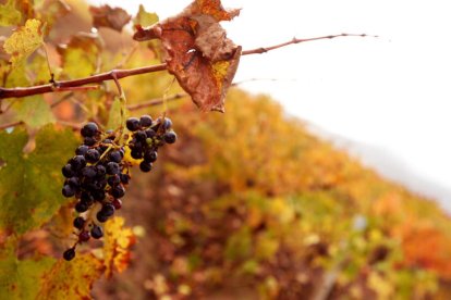 La uva Mencía en otoño. ANA F. BARREDO / JESÚS F. SALVADORES / RUBÉN EARTH