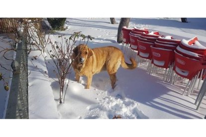 Imagen de la nieve en Babia. DL