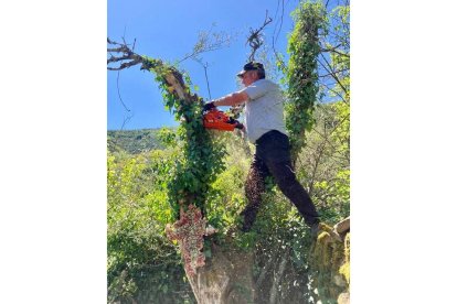 Un voluntario, encaramado entre un muro y un árbol. DL