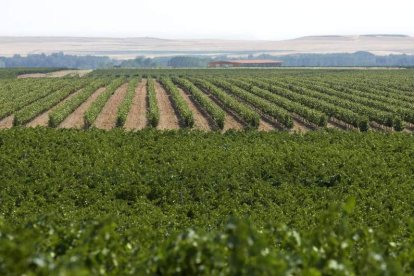 BODEGA GORDONZELLO