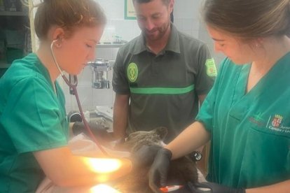 El osezno, en tratamiento pese a su estado crítico. DL