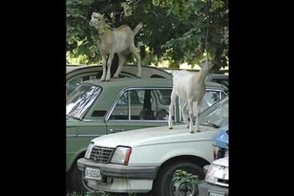 Los habitantes de Belgrado están acostumbrados a convivir con todo tipo de animales. Por eso no es raro ver que las cabras se suben a los coches de los aparcamientos para comer mejor de los árboles.