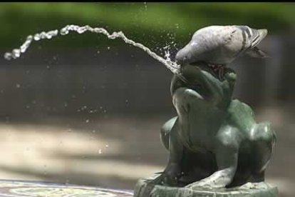 Esta paloma bebe de la boca de esta rana (sobra decir que es una fuente) ante el intenso calor que afecta estos días a Santa Cruz de Tenerife (escenario de esta idílica fotografía) y al resto de España.