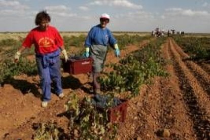 Unos vendimiadores recogen uva en los campos de Valdevimbre
