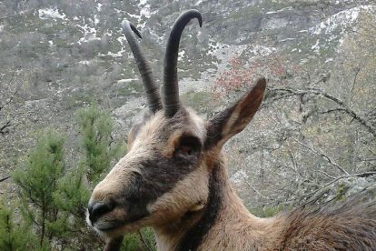 Un corzo, uno de los animales salvajes que pueden contemplarse en esta zona de la provincia. ANA F. BARREDO