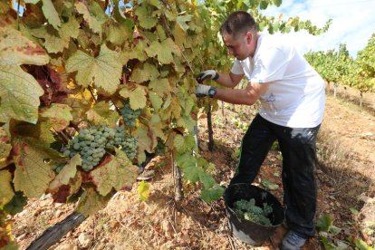 Vendimiador recogiendo uvas de la variedad Godello en El Bierzo.