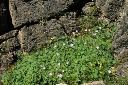 Geranium dolomiticum. TACOBI