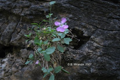 Petrocoptis grandiflora. TACOBI