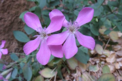Petrocoptis grandiflora. TACOBI