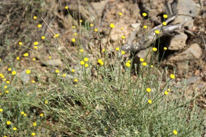 Santolina semidentata. TACOBI